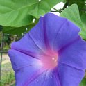 Ipomoea indica